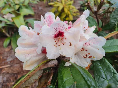Produktbild von Rhododendron crinigerum - Wild Rhododendron - 25-30cm