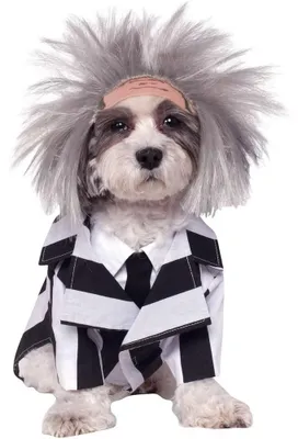 Image de Beetlejuice - Costume de chien (BN5994) (Taille XL - 67,3 cm) (Noir et blanc)