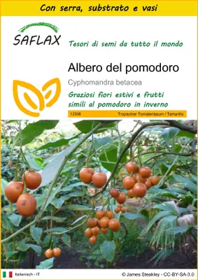 Immagine prodotto di SAFLAX Insieme di coltivazione - Albero del pomodoro - 50 semi - Cyphomandra