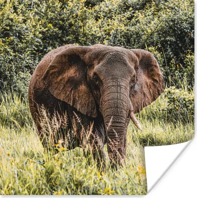 Produktbild von MuchoWow® Poster Elefant - Gras - Natur 100x100 cm - Babyzimmer