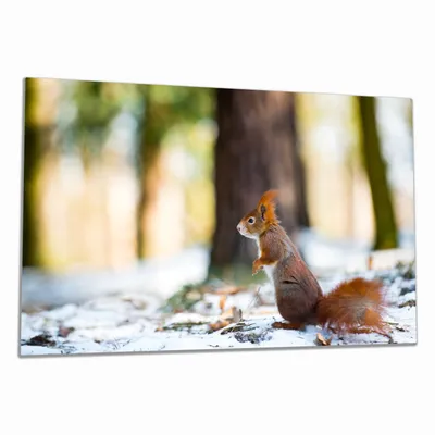 Produktbild von Wallario Herdabdeckplatte aus Glas, Größe 80 x 52 cm 1-teilig, Motiv Neugieriges Eichhörnchen im verschneiten Wald
