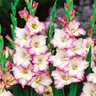 Zdjęcie produktu dla Gladiolus Mieczyk Biało-Różowy 100 szt Mieczyki cebulki mieczyków