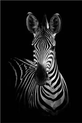 Produktbild von TPFLiving Kunstdruck LW-737 (OHNE RAHMEN) Poster - Leinwand - Wandbild - Hochauflösender Giclée-Druck, langlebig und hochwertig - Zwei verliebte Zebras in schwarz und weiß - Größe: 100x150cm