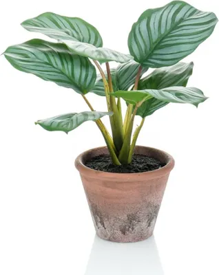 Zdjęcie produktu dla Szmaragdowa sztuczna maranta Calathea Orbifolia Terra w doniczce 32 cm