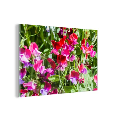 Obrázok produktu pre MuchoWow® Sklenené obrazy - Obrazy na stenu - Foto na skle Kvety Lathyrus v záhrade 60x40cm Nástenná dekorácia zo skla - akrylový sklenený obraz - akrylové