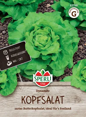 Artikelbild 2 von 'Kopfsalat Dynamite' aus der Kategorie Kopfsalatsamen