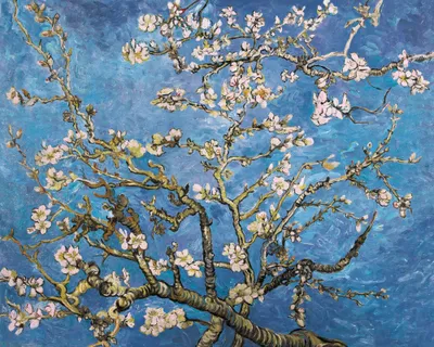 Obrázok produktu pre Vincent Van Gogh Art Print Obraz - Rozkvitnuté vetvy mandľovníka, 1890 (40 x 50 cm)