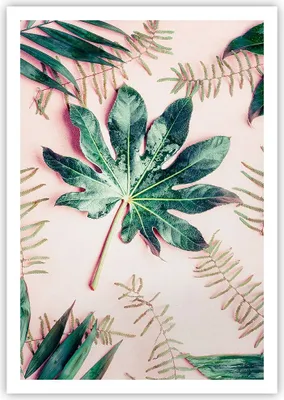 Produktbild von Poster - Poster ohne Rahmen - Blatt Tropisch Palme - 70x100 cm - Wand Bild - Wanddeko - Wandbilder - Kunstposter - Wandposter - Bilder - Kunstdruck - Wanddekoration - Wandbild - P2XPA70x100-4314