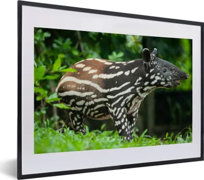Produktbild von MuchoWow® MuchoWow® Gerahmtes Poster Junger Tapir im Dschungel 40x30 cm - Poster mit zchwarzem Bilderrahmen - Bilderrahmen - Poster im Rahmen