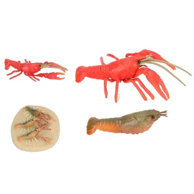 Image de Modèle de cycle de croissance,Modèle de cycle de croissance du homard,Figures de cycle de vie,Figures de cycle de vie de l'écrevisse
