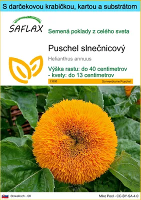 Obrázok produktu pre SAFLAX Darčeková sada - Puschel slnečnicový - Helianthus annuus - 40 Semená - S darčekovou krabičkou, prepravným štítkom, darčekovou kartou a pestovateľským médiom
