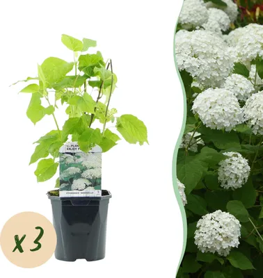 Produktbild von Plume Hydrangea - Hydrangea arborescens Annabelle - Blüte Weiß - 3 Pflanzen - 1 m2 - Laubabwerfend - Große Blüten - 40-50cm - Ø18cm - Gartenpflanze