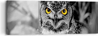 Produktbild von Bild auf Leinwand - Leinwandbild - Eule Vogel Natur - 90x30cm - Wand Bild - Wanddeko - Wandbilder - Leinwanddruck - Bilder - Kunstdruck - Wanddekoration - Leinwand bilder - Wandkunst - CA90x30-1318