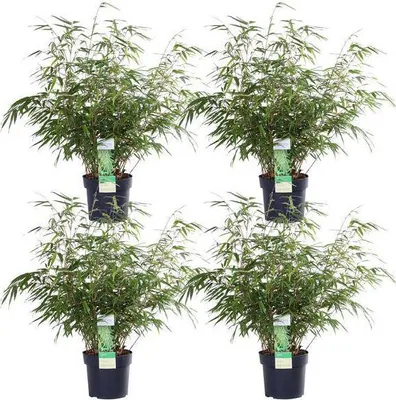 Image de Bambou parapluie Fargesia rufa, lot de 4, 40cm de haut, Ø19cm, à feuilles