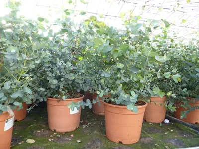 Produktbild von 2x XXL Eucalyptus Busch Eukalyptusbaum 40 - 60 cm, Pflanze winterhart