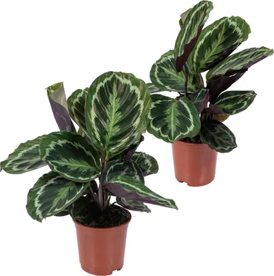 Produktbild von Bloomique - 2er-Set - Calathea Medaillon - Pfauenpflanze - Zimmerpflanzen - Luftreinigend - Haustierfreundlich - 40-50 cm Hoch - Topf 14 cm