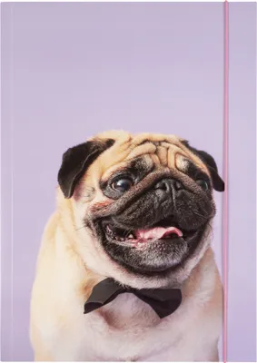 Produktbild von folia Zeichnungsmappe BASIC "Puggy Love" Karton DIN A3