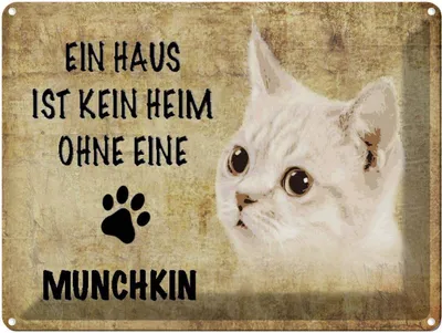 Produktbild von vianmo Blechschild 30x40 cm Munchkin Katze ohne kein Heim
