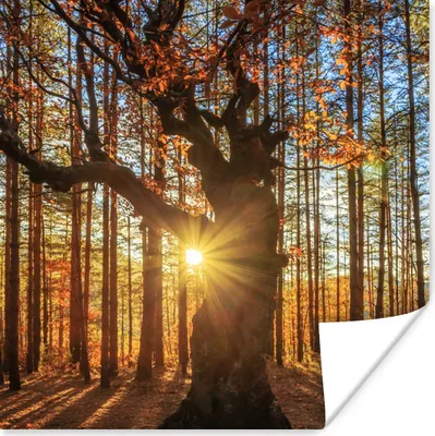 Produktbild von MuchoWow® Poster Herbst - Sonne - Baum 100x100 cm - Babyzimmer