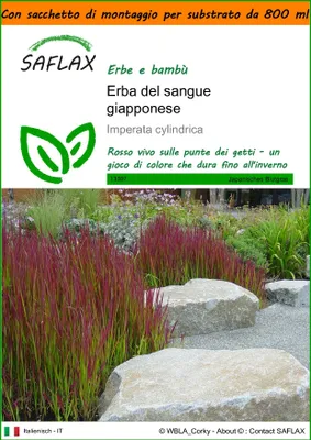 Immagine prodotto di SAFLAX Garden in the bag - Erba del sangue giapponese - 50 semi - Imperata