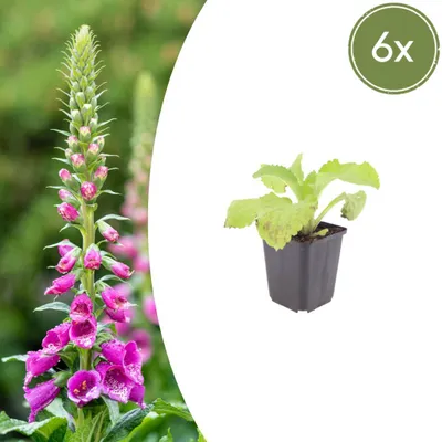 Produktbild von Digitalis purpurea | 6 Stück - 10-25cm - Ø9cm - Gartenpflanze