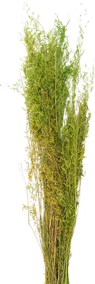 Zdjęcie produktu dla Suszone kwiaty Clayre & Eef 90 cm Zielone suszone kwiaty