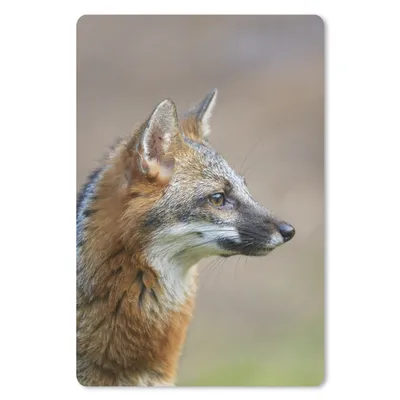 Produktbild von MuchoWow® Mauspad Mousepad Fuchs - Makro - Braun 40x60 cm - Mousepads - Maus Mat - Pad - Mausunterlage - Schreibtisch Accesoire