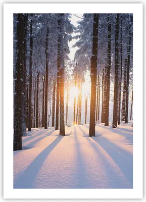 Produktbild von Poster - Poster ohne Rahmen - Wald Winter Schnee - 50x70 cm - Wand Bild - Wanddeko - Wandbilder - Kunstposter - Wandposter - Bilder - Kunstdruck - Wanddekoration - Wandbild - P2XPA50x70-3629