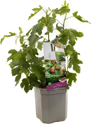 Produktbild von Feigenbaum ´TWOTIMER® GUSTIS´ 30-40 cm, Cont. 2 l