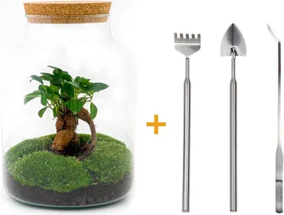 Produktbild von Diy Terrarium - Milky Met Bonsai - ↕ 30 Cm + Rsts