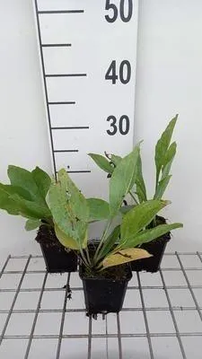 Immagine prodotto di 6 x Rudbeckia maxima - Cavolfiore - Vaso 9 x 9 cm