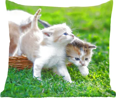 Produktbild von MuchoWow® Zierkissen Sofakissen Wohnzimmer Dekokissen 40x40 cm Kätzchen - Katze - Korb - Mädchen - Kinder - Jungen - Kinder - Foto Kissen - Schlafzimmer Dekoration