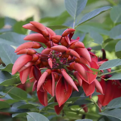 Produktbild von Korallenstrauch (Erythrina crista-galli)  - 5 Samen