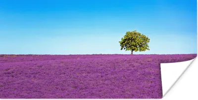 Produktbild von MuchoWow® Poster Baum - Lila - Himmel - Lavendel 40x20 cm - Poster für die Wand - Poster Schlafzimmer