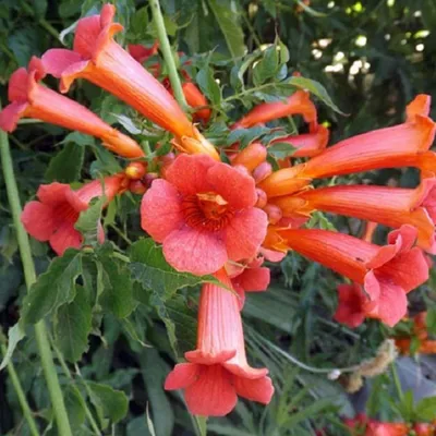 Image de 2 x Grande trompette grimpante - Campsis tagliabuana « Madame Galen » | 50-60 cm en conteneur