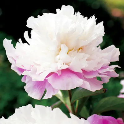 Immagine prodotto di Paeonia Peonia piantina Amabilis 1 pz Peonie piantine Profumate