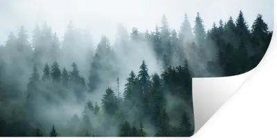 Produktbild von MuchoWow® Wandtattoo Wandsticker Wandaufkleber Nebel - Bäume - Wald 40x20 cm Selbstklebend und Repositionierbar - Aufkleber