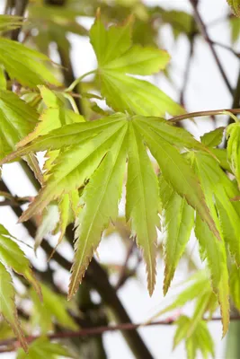 Produktbild von Acer palmatum 'Orange Dream', Japanischer Ahorn, orange, 70–80 cm
