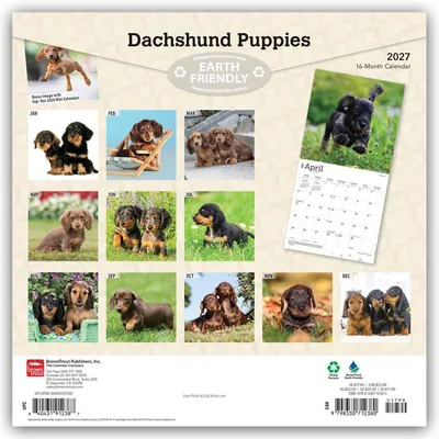 Produktbild von Dachshund Puppies - Dackel Welpen 2027 - 16-Monatskalender