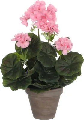 Produktbild von Mica Geranium im Topf rosa, 34 x 20 cm