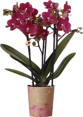 Obrázok produktu pre Orchidea Phalaenopsis Chamonix - Ø9cm - kvitnúca izbová rastlina vo