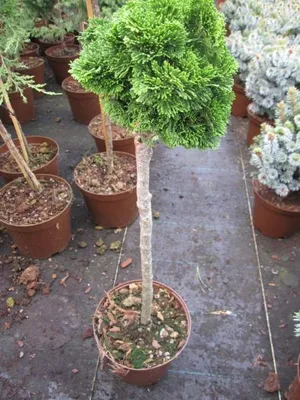 Produktbild von Zwergform der Muschelzypresse auf Stamm 40cm - Chamaecyparis obtusa Nana Gracilis