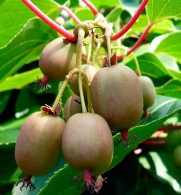 Produktbild von Mini-Kiwi ´ISSAI´ 30-40 cm, Cont. 2 l