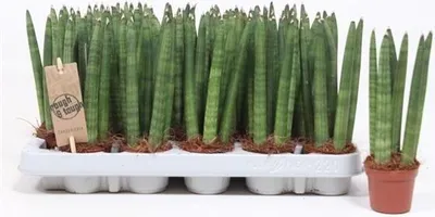 Produktbild von Sansevieria Cylindrica Straight ca. 15 cm Bogenhanf Schwiegermutterzunge bessere Raumluft
