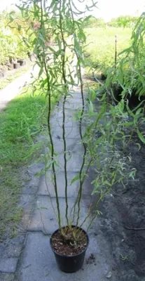 Produktbild von Korkenzieher Weide Tortuosa - Salix matsudana Tortuosa