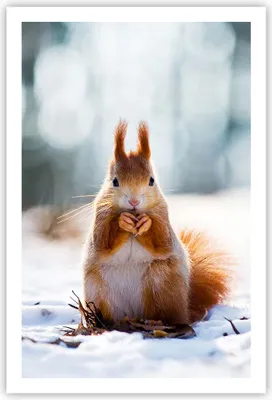 Produktbild von Poster - Poster ohne Rahmen - Eichhörnchen Winter Schnee Essen - 61x91,5 cm - Wand Bild - Wanddeko - Wandbilder - Kunstposter - Wandposter - Bilder - Kunstdruck - Wandbild - P2XPA61x91-2798