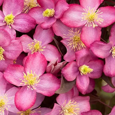 Obrázok produktu pre 2 x  Clematis montana  - Clematis montana 'Freda'  | 50-60 cm v kontajneri