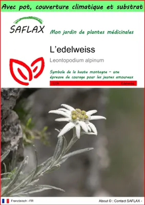 Image de SAFLAX Garden to go - L’edelweiss - 500 graines - Leontopodium