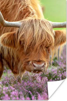 Produktbild von MuchoWow® Poster Schottischer Highlander - Lila - Blumen 120x180 cm - Kunstposter