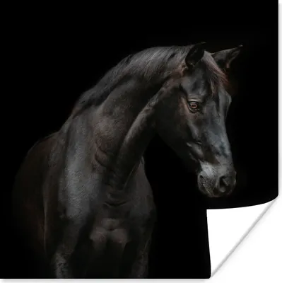 Produktbild von MuchoWow® Poster Pferd - Tier - Schwarz 30x30 cm - Wandposter - Printing